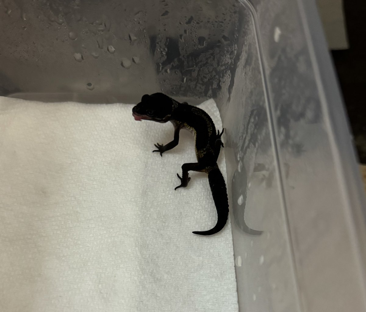 Spring_Garden__'s tweet image. 生後1週間のメラニスティックhetエクリプス,トレンパー

こりゃ、いい感じだな。
ミルワームもバクバク食べてくれるの嬉しい。

#レオパ　#レオパードゲッコー　#爬虫類