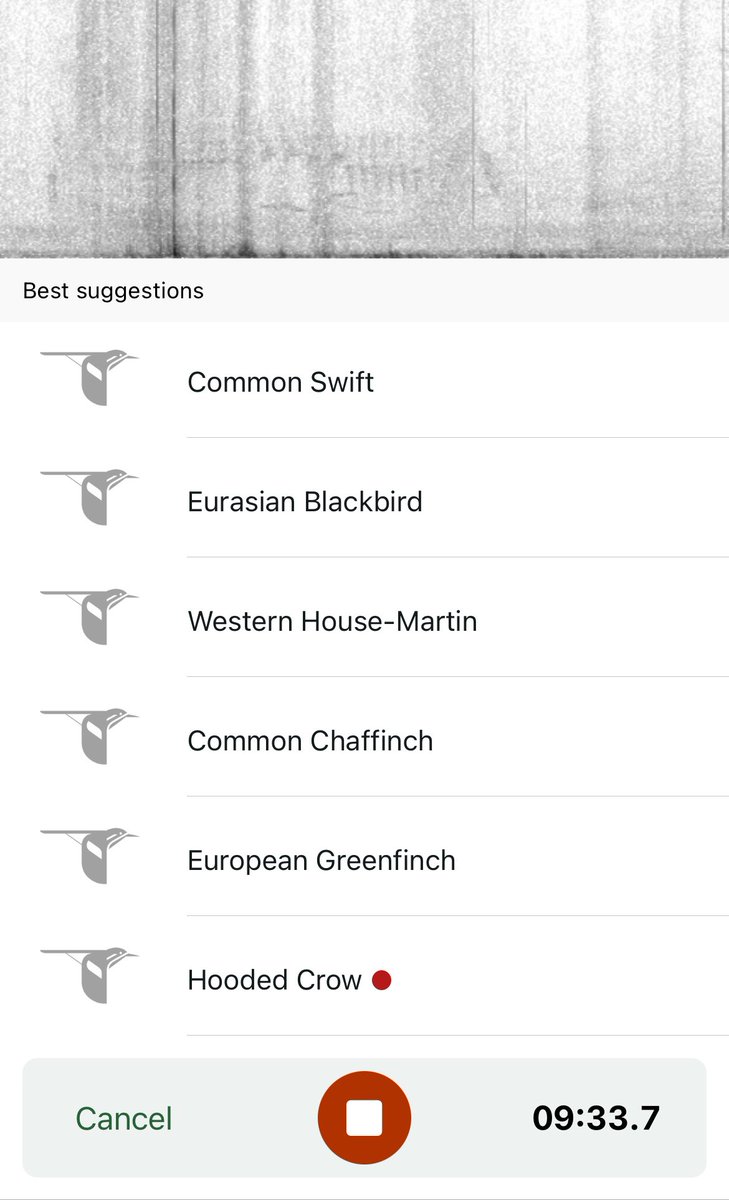 This morning’s bird app picked up house martins 💃🏻🕺🏻