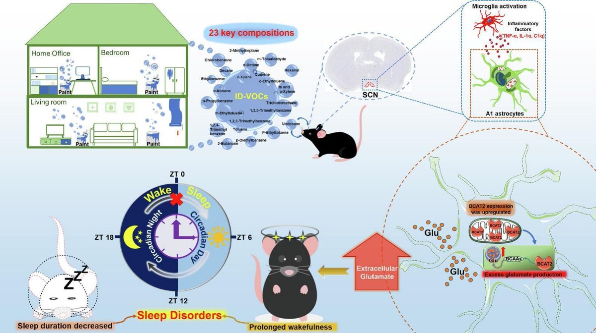 Interior decorative volatile organic compounds exposure induces sleep disorders through aberrant branched chain amino acid transaminase 2 mediated glutamatergic signaling resulting from a neuroinflammatory cascade sciencedirect.com/science/articl…