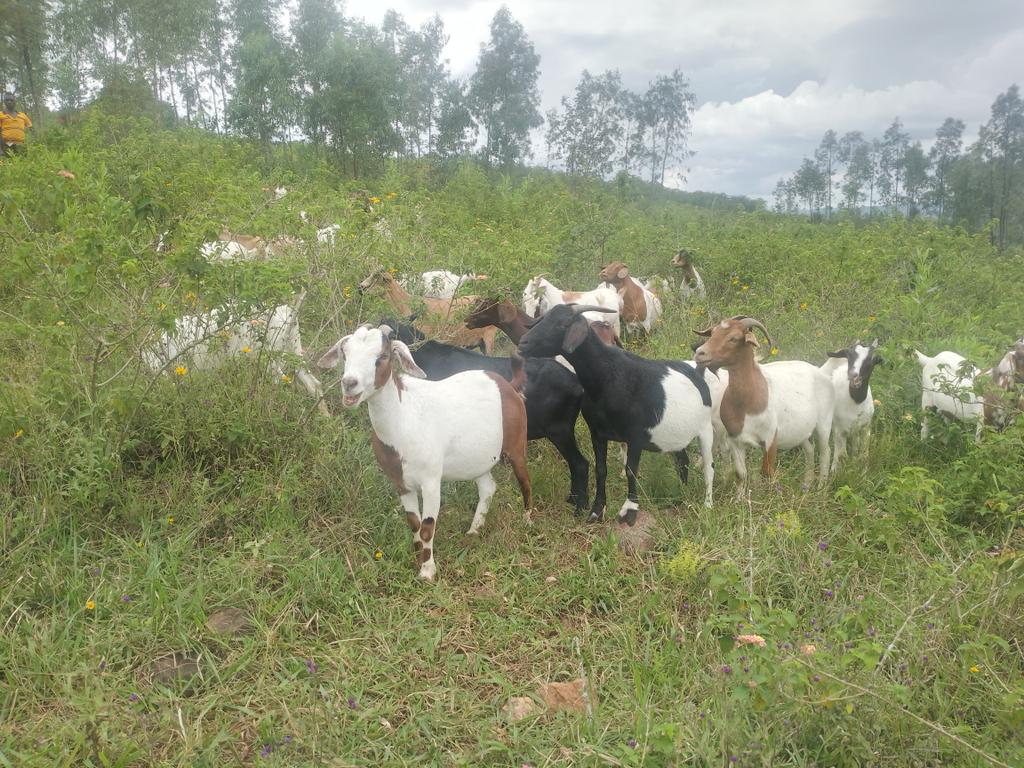 Umupangayi_001's tweet photo. This is Saanen Goat breeds which is originated in aSwitzerland,in  Saanen valley andthis Saanen are the largest breed ofdairy goat ,are known for their easy going temperament
@jcniyomugabo 
@SangwaSifa 
@kamanzi_claudin 
@EllyKajeje 
@EnyonamManye 
@repoiradukunda 
@ShimoYvette https://t.co/JaPEwGv64j