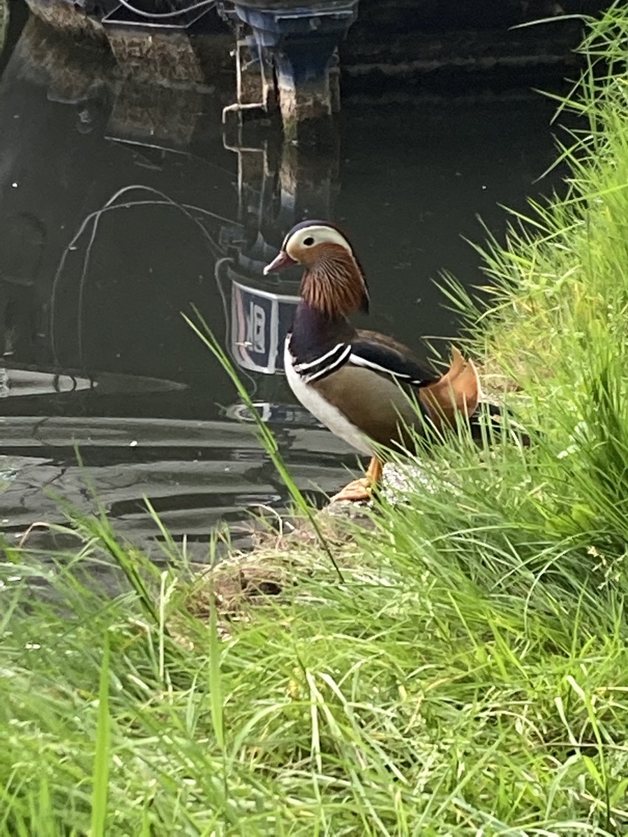 Such tranquil surroundings so close to London, the beauty of this section the Grand Union has certainly taken us by surprise 

#canallife #narrowboatlife #boatlife #narrowboats #grandunioncanal #nature #canal #ukcanals #boatsthattweet