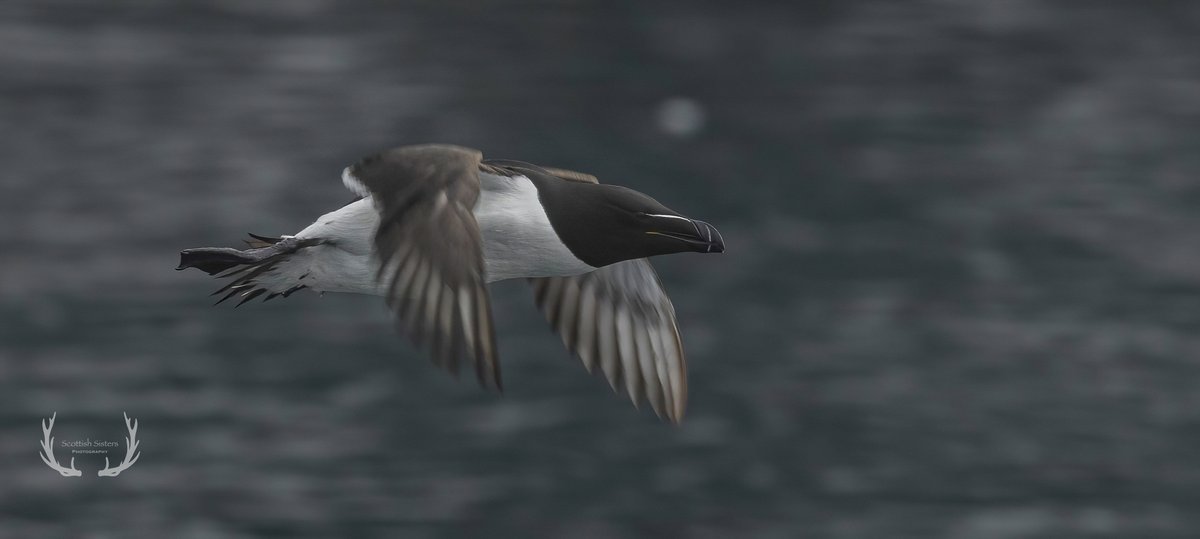 A wonderful wee day on the @IofMayBirdObs yesterday despite the very foggy conditions! Looking forward to returning in July. My first contribution to #seabirdsunday for a while 😃 @SteelySeabirder @RSPBScotland #twitternaturecommunity
