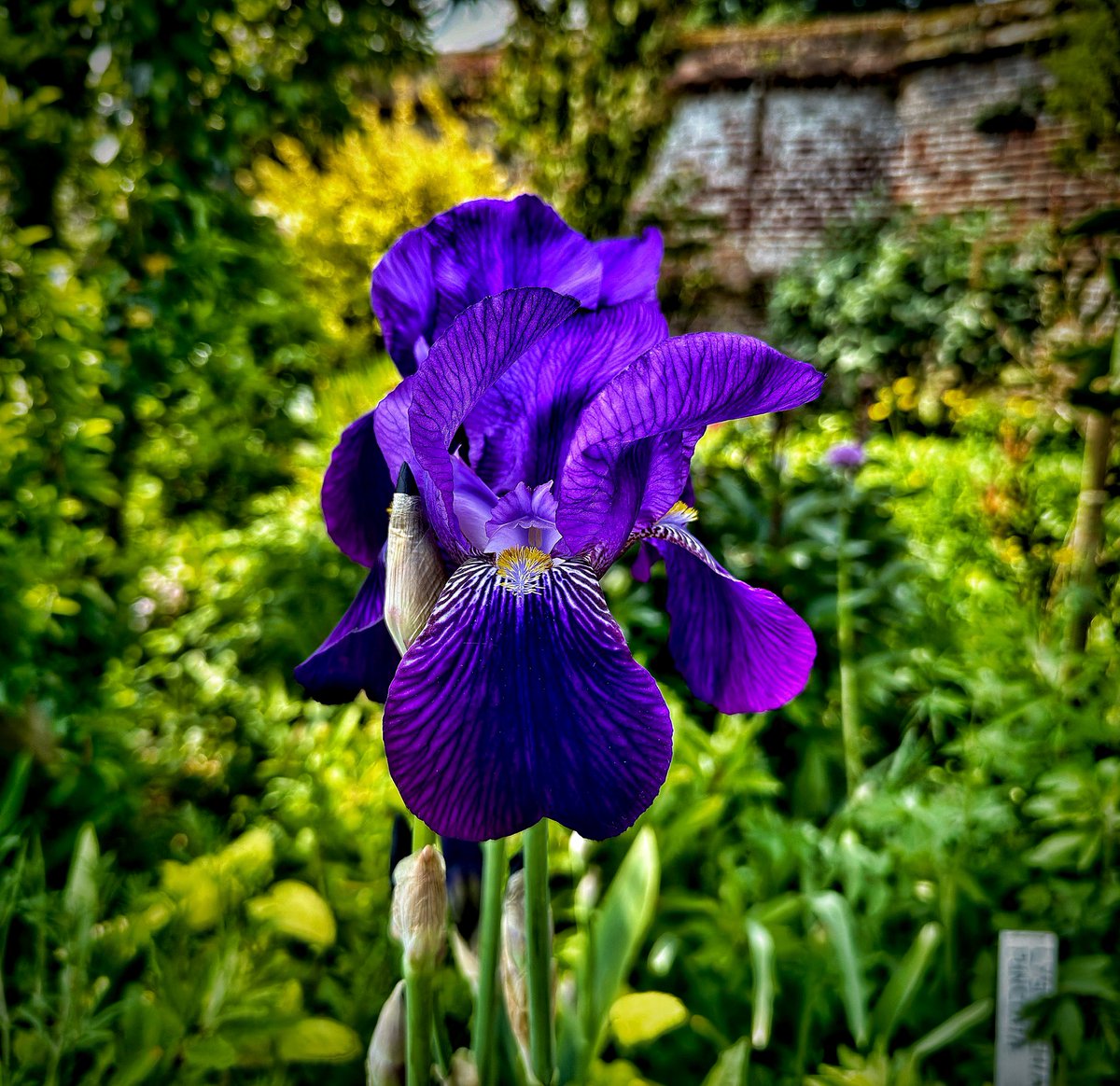 A beautiful Iris in the Elizabethan #garden at Burton Agnes Manor House in Yorkshire last weekend #flowers #nature #spring #iphonephotography