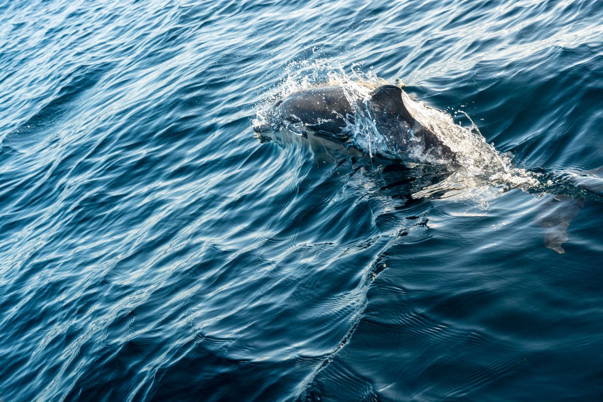 Sea Safari season is back 🐬 Join us & @ORCA_web on a whale & dolphin mini-cruise across the Bay of Biscay, one of the best places in the world to spot them 🐋 This year, we've 9 available dates, 4 from Ireland & 5 from the UK 🇮🇪 bit.ly/4apg71j 🇬🇧 bit.ly/3K01dUq