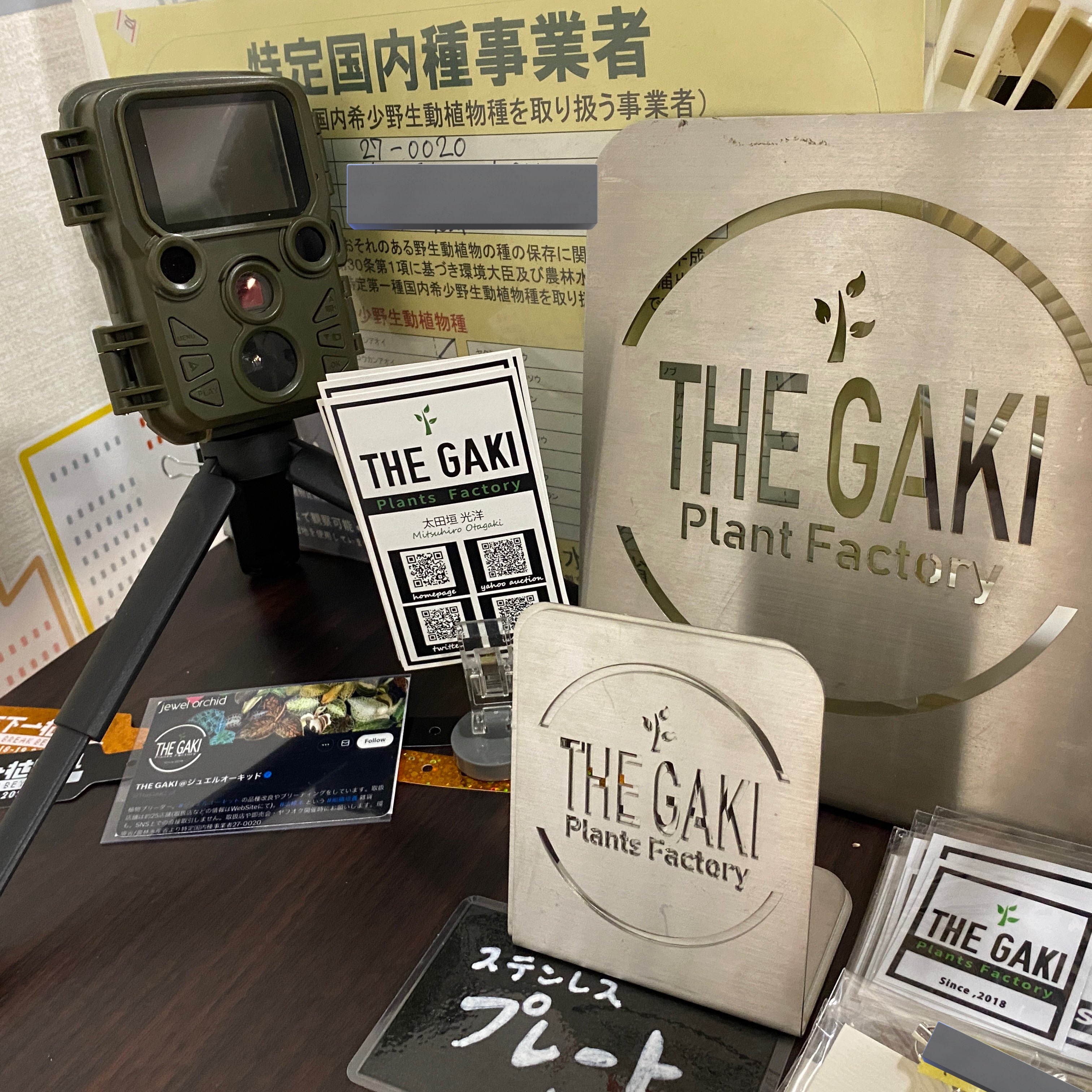 激レア マコデス リミィ 東カリマンタン 小苗 ジュエルオーキッド NEW