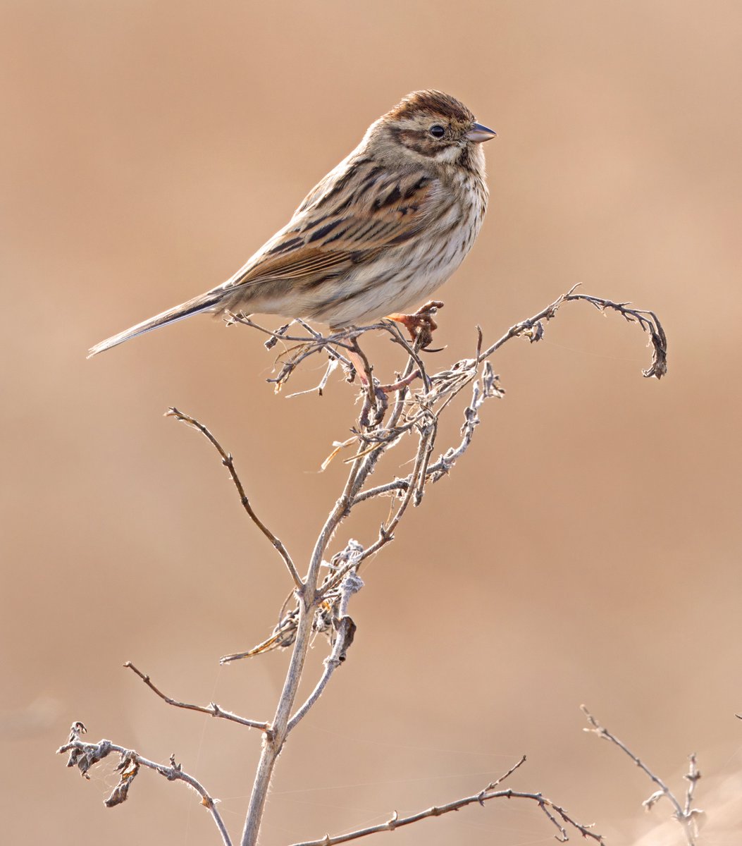 Reed Bunting (f). Crossness Erith