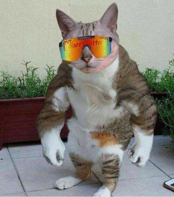 Smashing the jeets one by one because we're the NR. 1 CAT ON SOLANA! #1cat