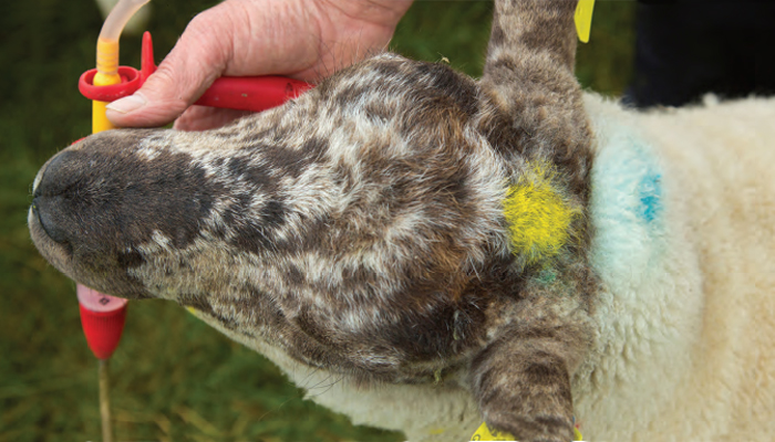 For this week’s #OviCast, Terry McElvaney, Veterinary Inspector, @agriculture_ie joins host Ciaran Lynch, @TeagascSheep to discuss some issues that have occurred with flukicide residues in lamb carcasses. Listen in bit.ly/4bnqPXx
