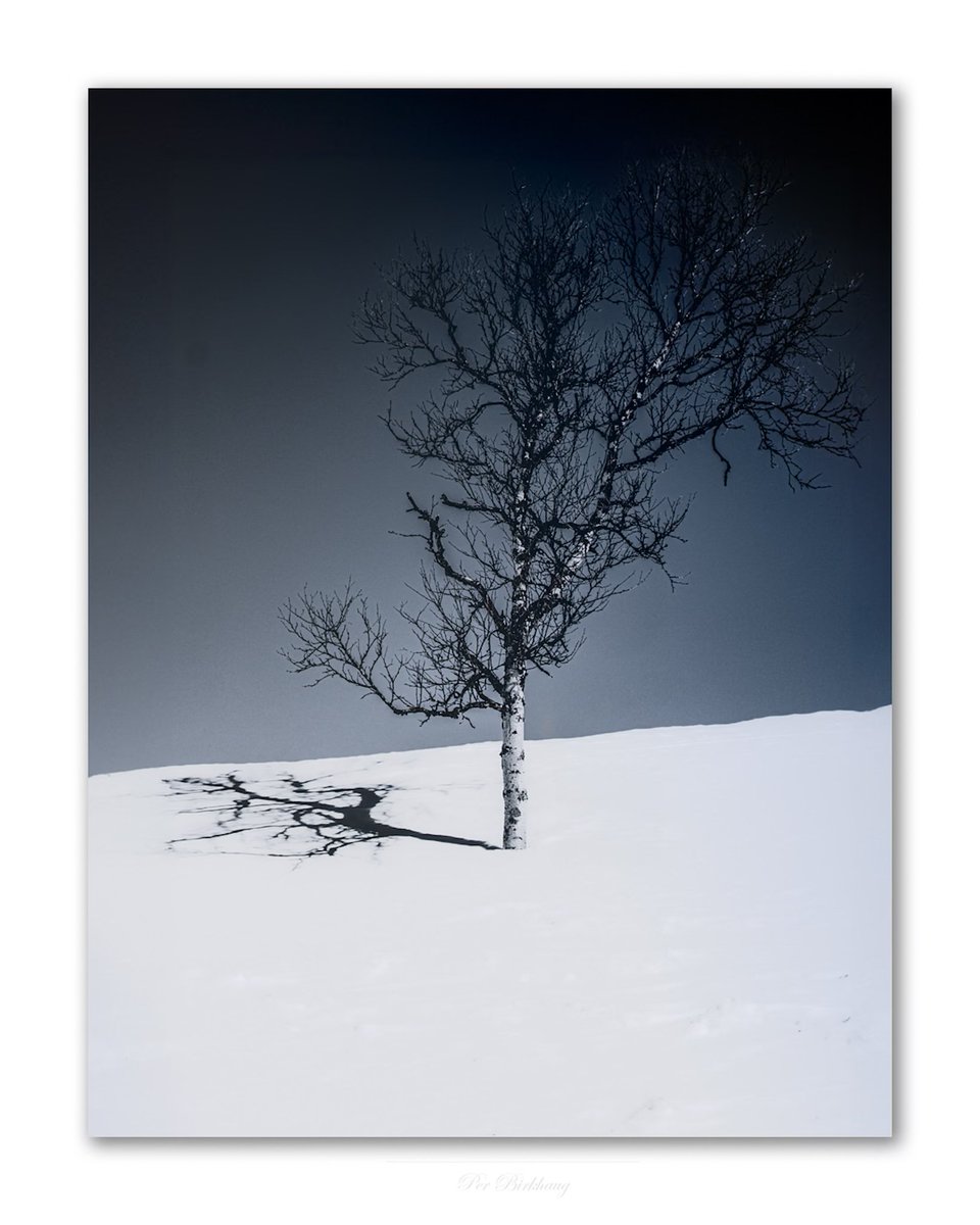#Tree #Sky #Plant #Outdoors #Winter #Snow #monochrome #exquisitepics20 #thephotowalkpodcast #shapingthelightwithgreg #diginordic #photopluscanonmagazine #canon_photographer #picoftheday