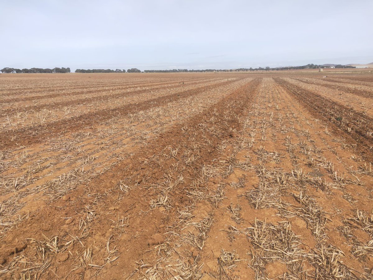 Sowings successfully completed (Dale, Monaro, Wagga, Tabbita) for @theGRDC wheat ear morphology frost tolerance experiments. 270 unique wheat breeding lines in frost-prone environments for careful biophysical characterisation @CharlesSturtUni @SA_PIRSA @DPIRDbroadacre @CSIRO