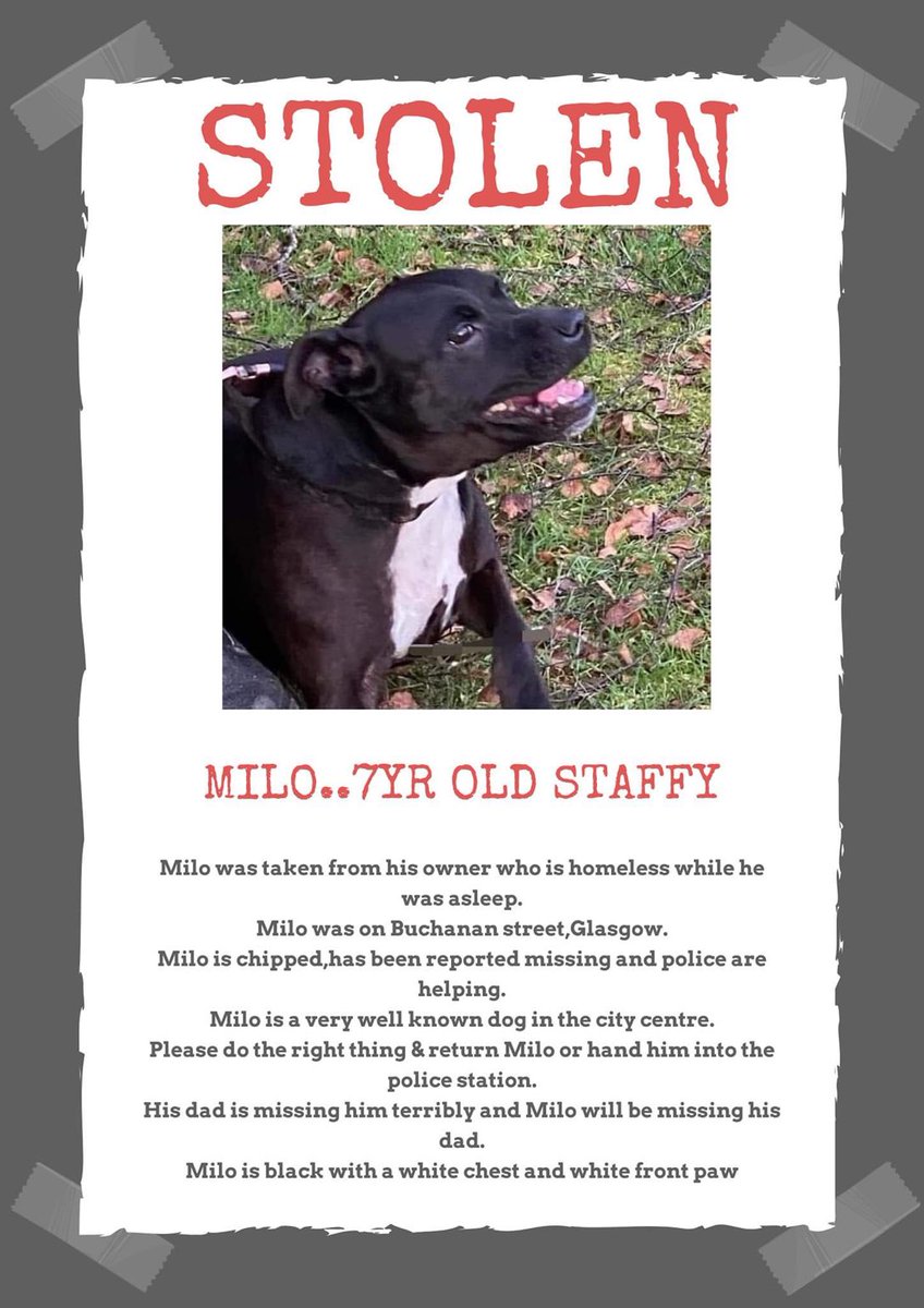 Milo was taken from his owner who is homeless while he slept on the streets of Glasgow. Can you help reunite them? They are all each other have got in the world