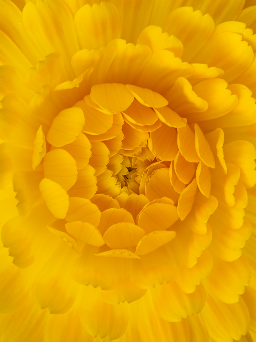 Thd centre of a yellow Calendula for #SundayYellow #Flowers #Macro