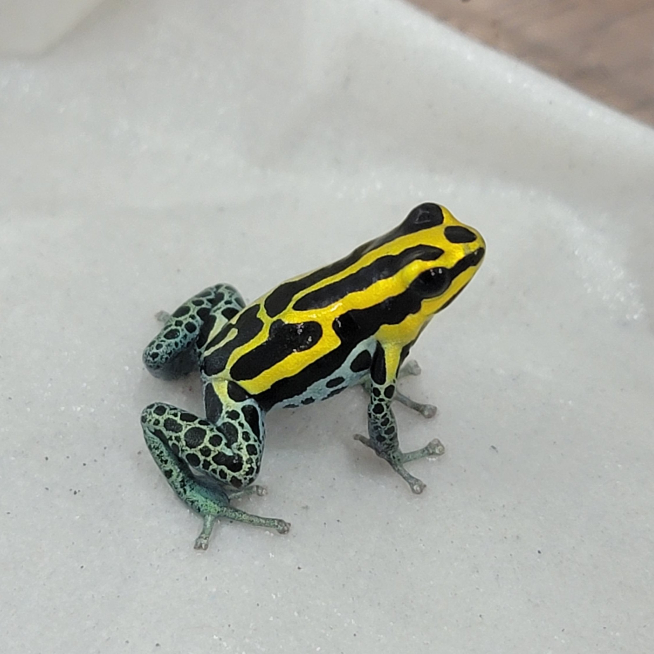 バリアビリス ヤドクガエル ”サザン” Ranitomeya variabilis