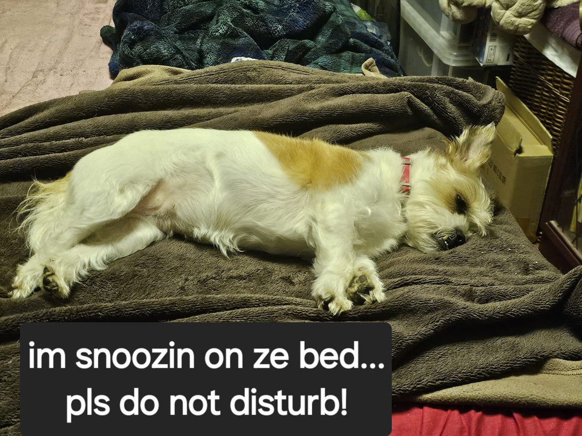 Bouncy_Tigger4's tweet image. Going to miss you both, so sad it has to end @shereemurphy @wesbutters xxx
Who will @Bouncy_Rosie4 listen to now?