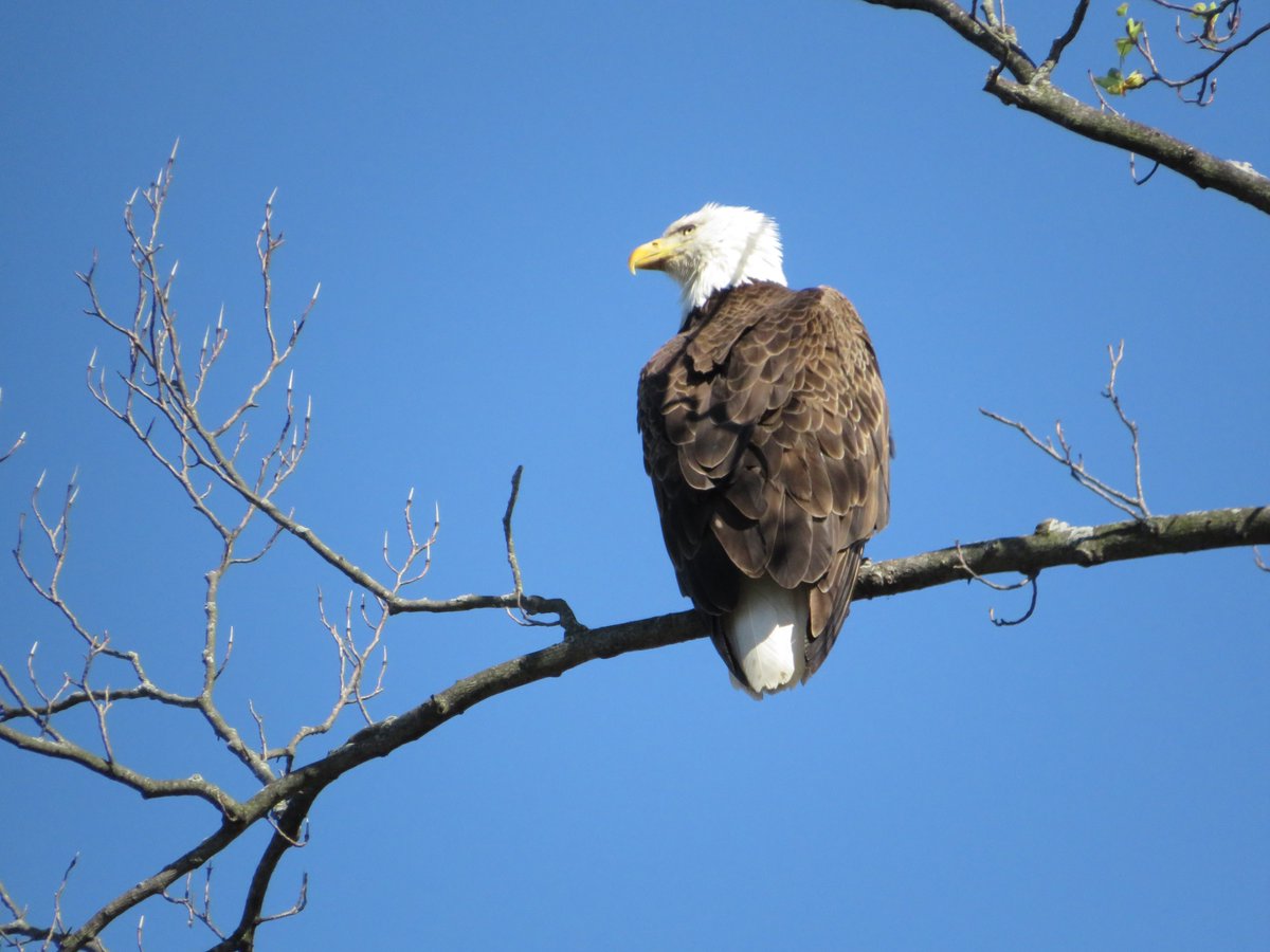 'Humankind has not woven the web of life. We are but one thread within it. Whatever we do to the web, we do to ourselves. All things are bound together. All things are connected.' ~ #ChiefSeatle #SundayThoughts #ThinkBIGSundayWithMarsha #thinkingoutloud #quickquotes #Life #Web