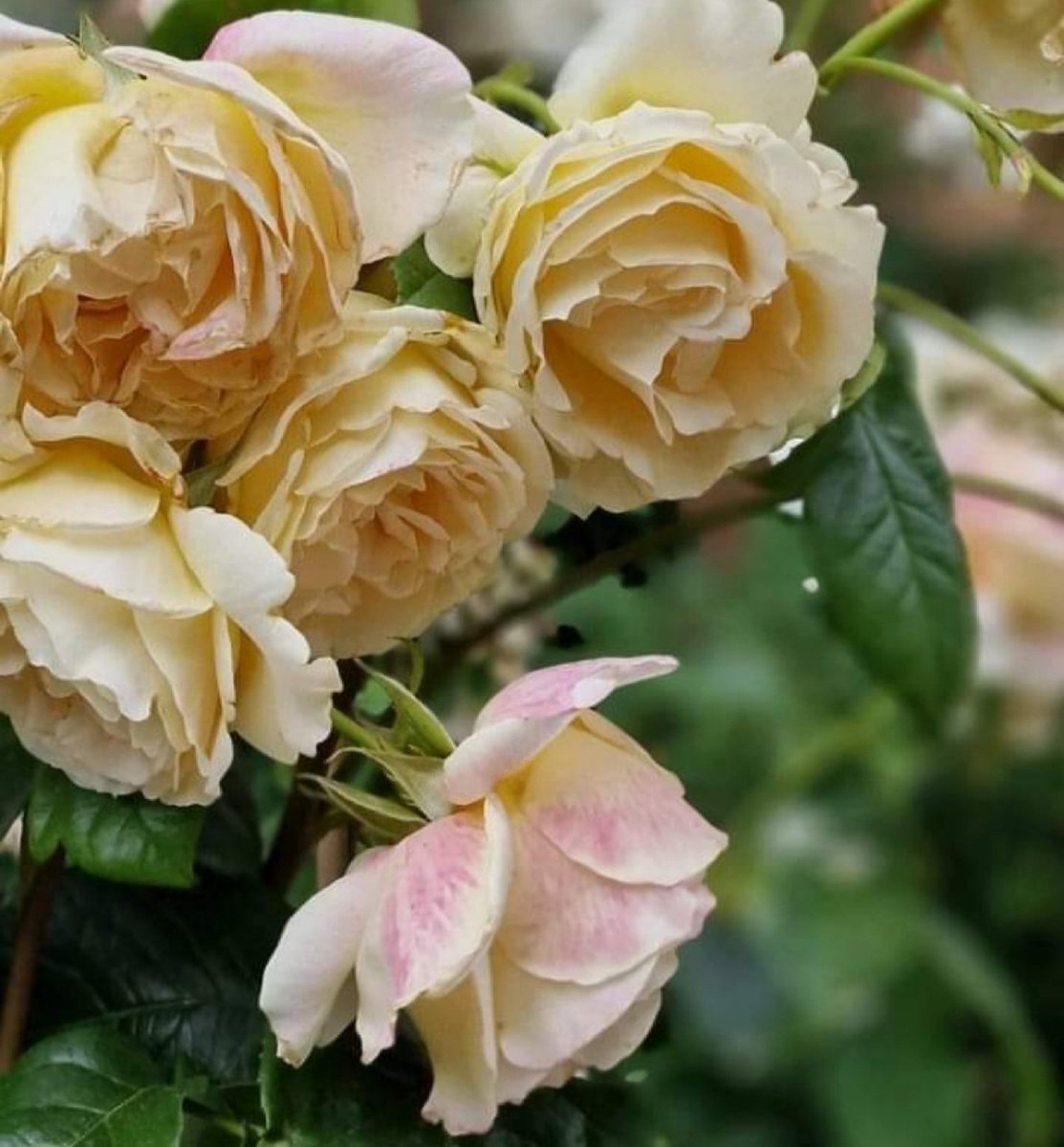 Love for Roses🌼🤍
Peace & Happiness to all of you☀️
.
#angelasimonini #art #painter #artandroses #loveroses #loveforroses #englishgarden #garden #roses #rose #yellow #yellowroses #oldroses #beautyofroses #beauty #vintageroses #rosebouquet #loveflowers #lovenature #beautyofnature