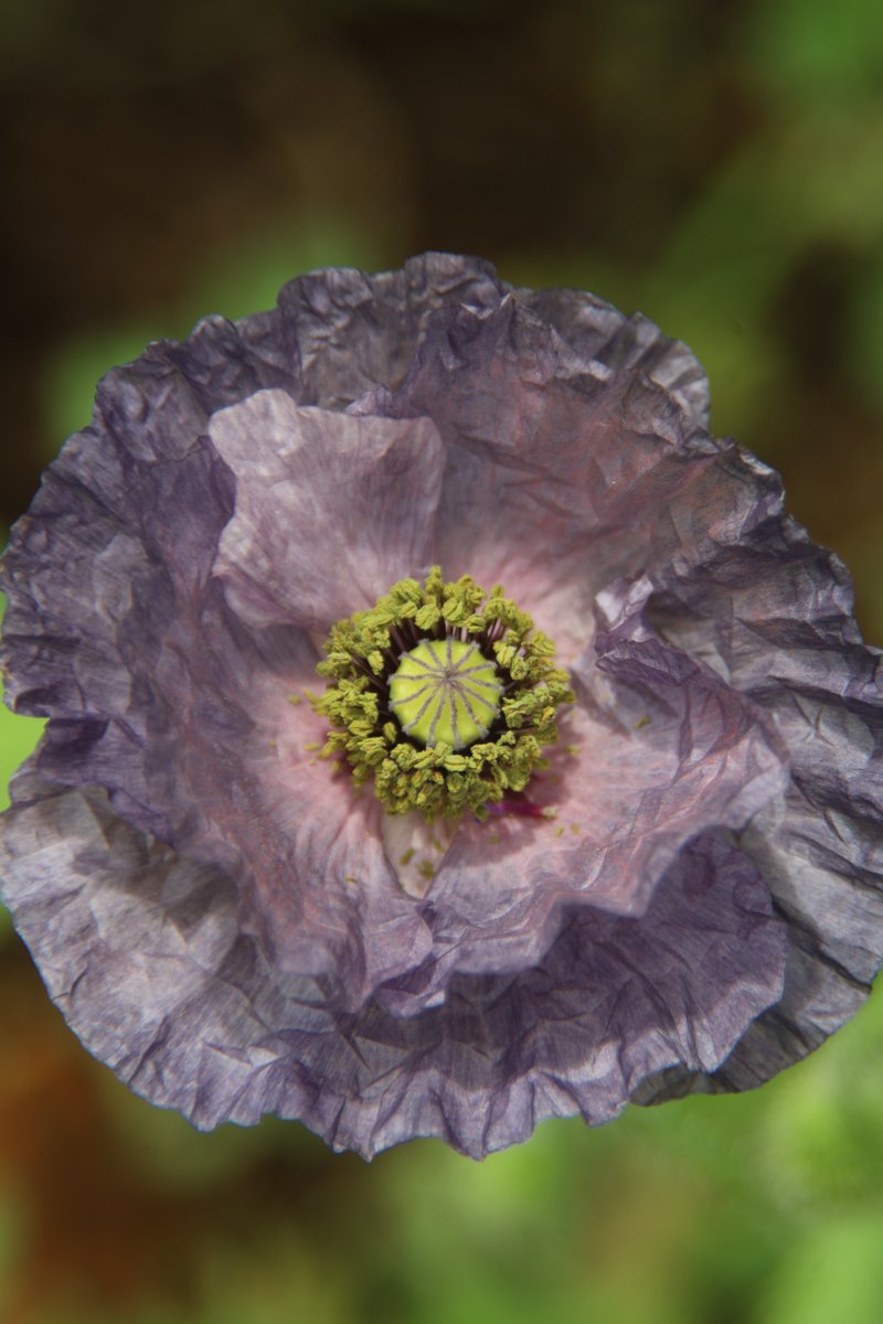 Poppy 😇 #Photography #Flowers #AmazingGray