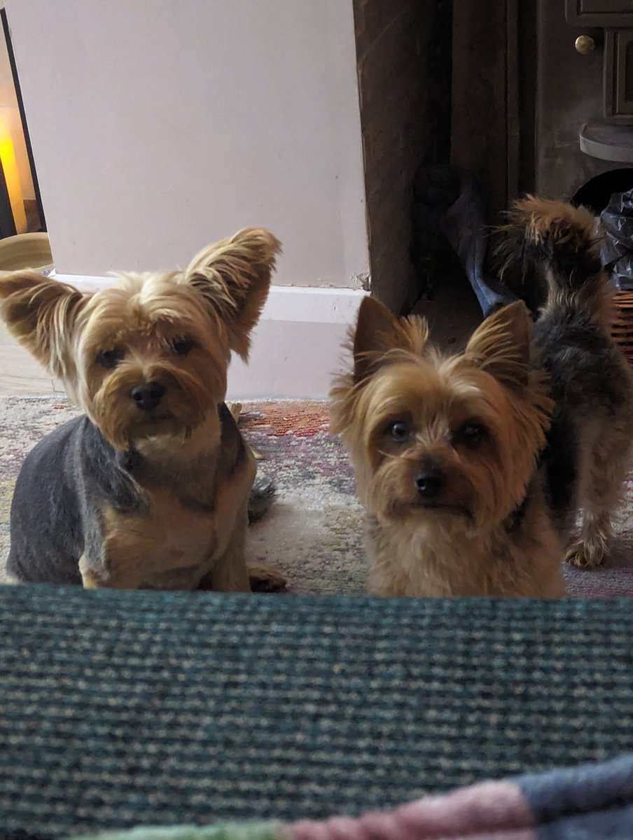 Happy forever rehoming day to our little lady, Rosie (left) who is living her best life with her pal, Daisy and us.  She was in @DogsTrust_IE after she was rescued from a puppy farm, our eyes locked together and it was 😍 at first sight for me. #RescueOnly