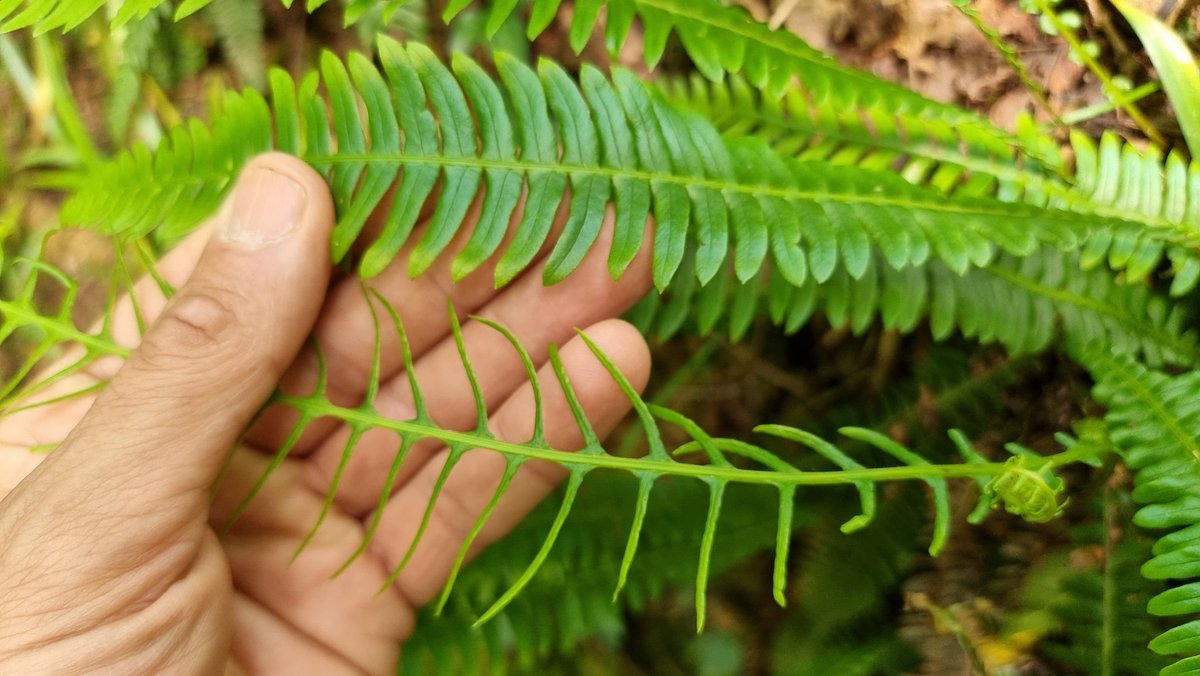 Hard fern (Blechnum spicant) in woodland near Huntley In Gloucestershire yesterday,last pic showing sterile & fertile fronds 🌿