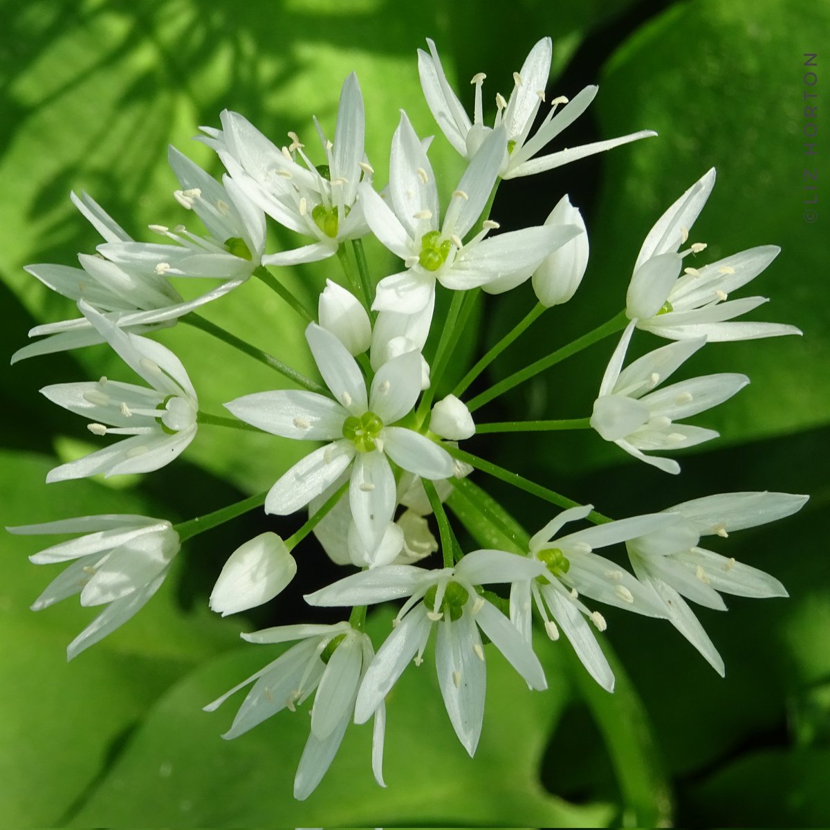 Soothing and serene..
Wild Garlic/Allium ursinum
aka Ramsons & Cowleek
'I cannot bear the noise!
For Nature's voice is never loud;
I seek for #quiet joys.'
John Clare #quote 
#thoughtoftheday
#nature #spring #flowers #photography
Have a relaxing day..
#art #naturelovers .. 🤍🌱🕊