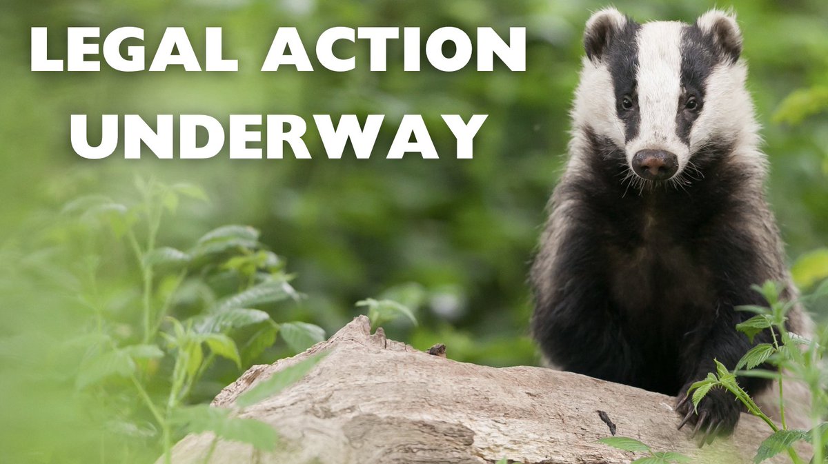 UPDATE: Legal action is underway to challenge the Government's recent badger cull consultation. A pre-action protocol letter has been sent to DEFRA outlining the following issues: Misleading and inadequate information regarding badger culling efficacy Failure to provide