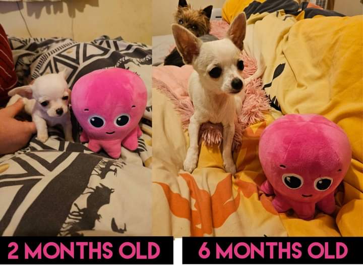 Coming to Nala 6 months birthday next week and my wife just did this photo for you @OctopusEnergy of ur big octopus toy . Sure, getting bigger and already becoming diva!