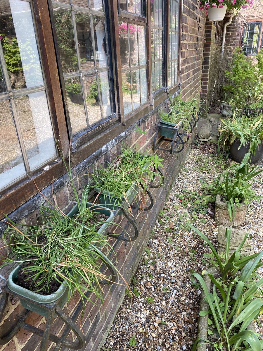 I think my grass window boxes require rethinking