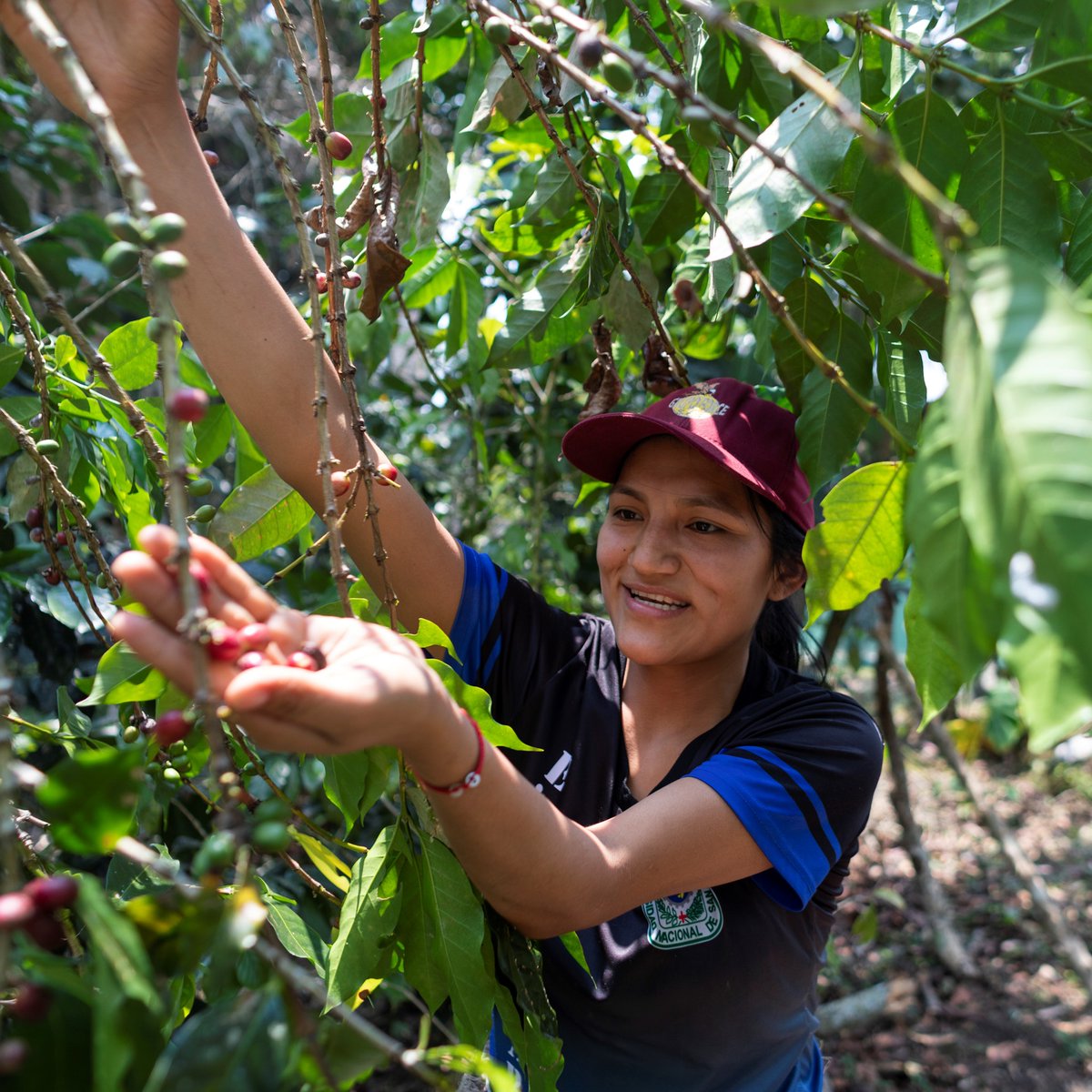 Nancy is a proud member of the indigenous Awajún community of #Peru 🇵🇪 Her mother grows coffee as part of an IFAD-supported organization, and Nancy is excited to continue her legacy. But she also loves caring for the forest through her culture's ancestral knowledge🍃