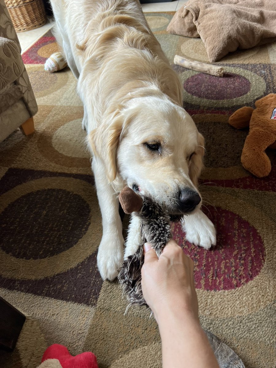 It’s the weekend! #SundayFunday is here! Let’s play! Anyone for Tug? 🐾💙Finn #weekendvibe #FinnStuff #DogsofX #GoldenRetriever