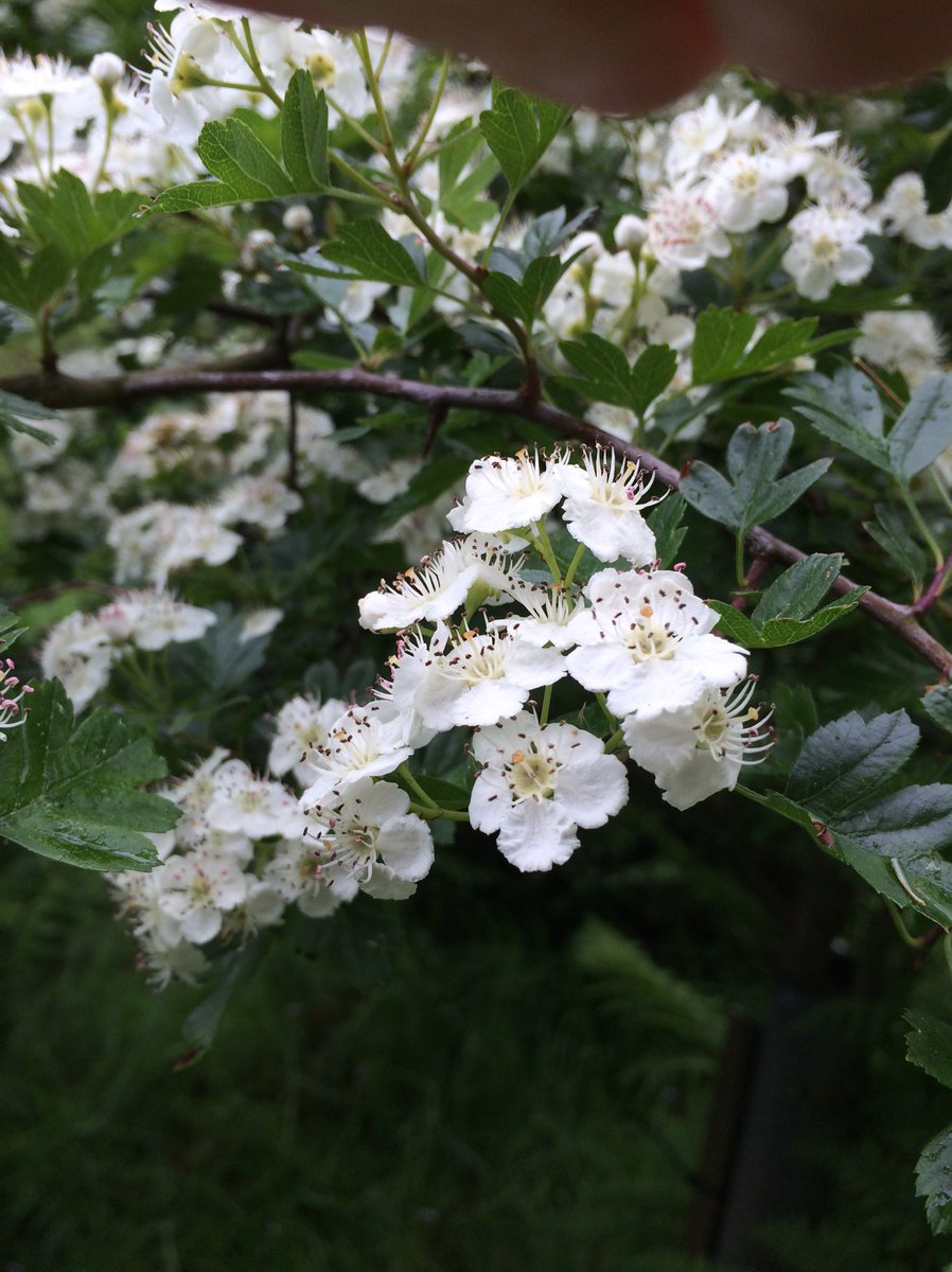 According to folklore, fairies are most likely to make their homes in Hawthorn trees. And those trees are in full bloom in Scotland just now. #FolkloreSunday