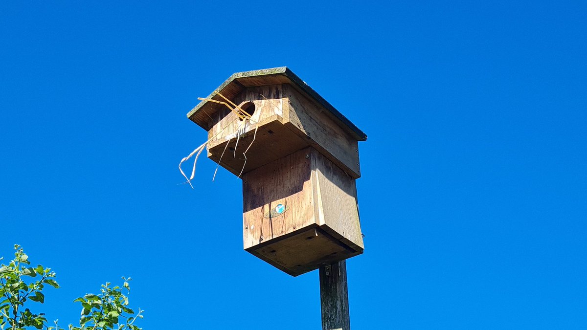 Kennt man: wenn die alten Möbel nicht in die neue Wohnung passen. Ich bin jeden Tag aufs Neue begeistert von den Staren in unserem #Garten!