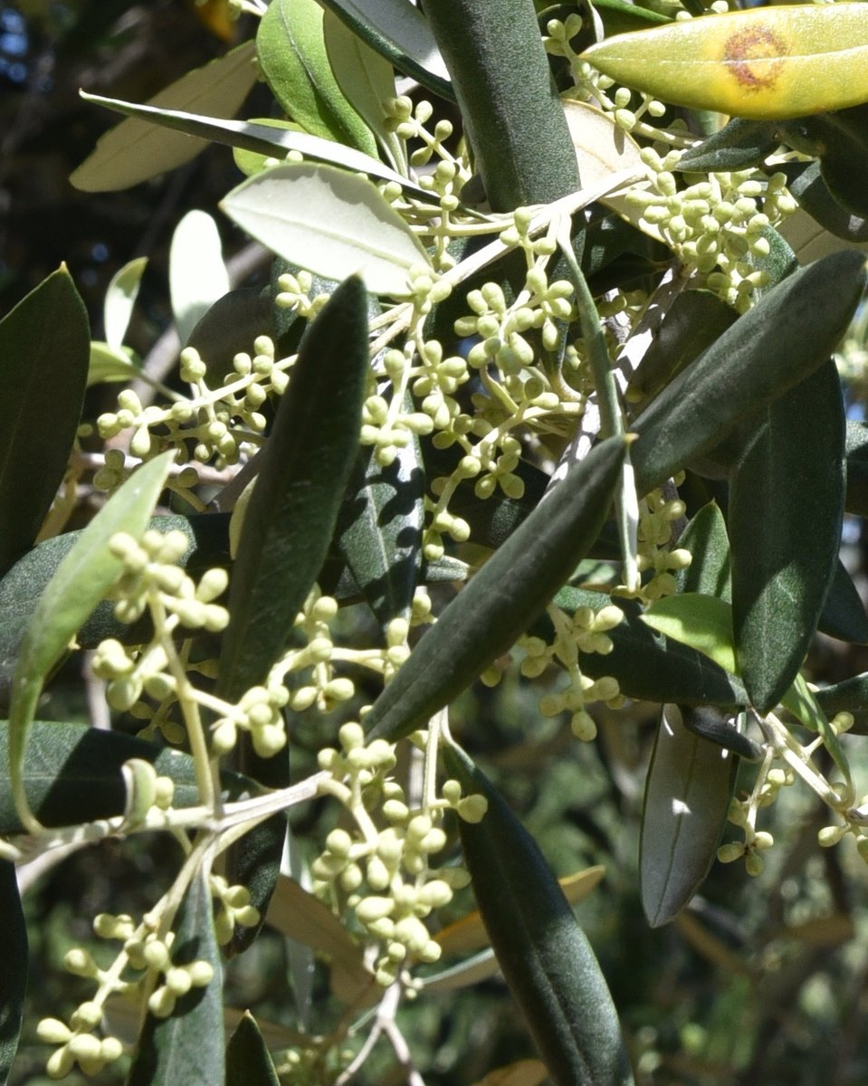 Je trouve que la floraison des oliviers s'annonce exceptionnelle cette année, si le temps le permet

#olviers #olivetrees #alpesmaritimes #fleurs #arbres #trees #provence #huiledolive