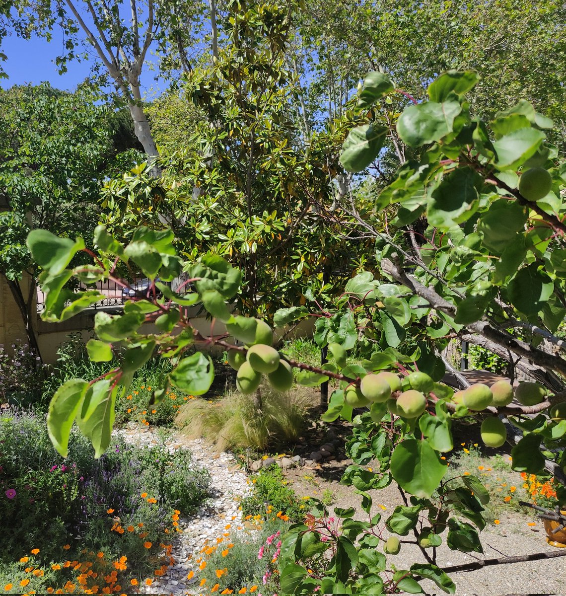 Apricots starting to ripen. Hérault, France. #FlowerReport