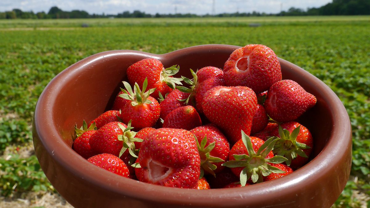 Der Bücksportclub Oberbayern grüsst an dieser Stelle mit 1,4 Kilo den Konsumverein 'WTF 500 Gramm schnell faulende Bioerdbeeren für 8 Euro das kann ich mir nicht leisten' zu Berlin a. d. Spree.