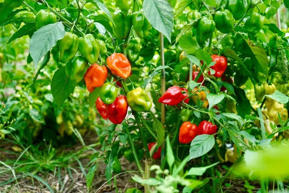A farmer from @NgomaDistrict , Kibungo sector has 500 kg of Habanero chilli ready for sale at 2000 Rwf/kg. buy from a farmer by visiting ehaho.rw/products/pili-… or call us at +250786506040 for assistance