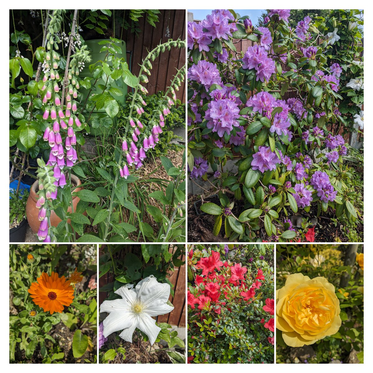 #SixOnSaturday on a Sunday.
Foxglove, rhododendron, calendula, clematis, azalea, rose. Happy gardening. #gardening