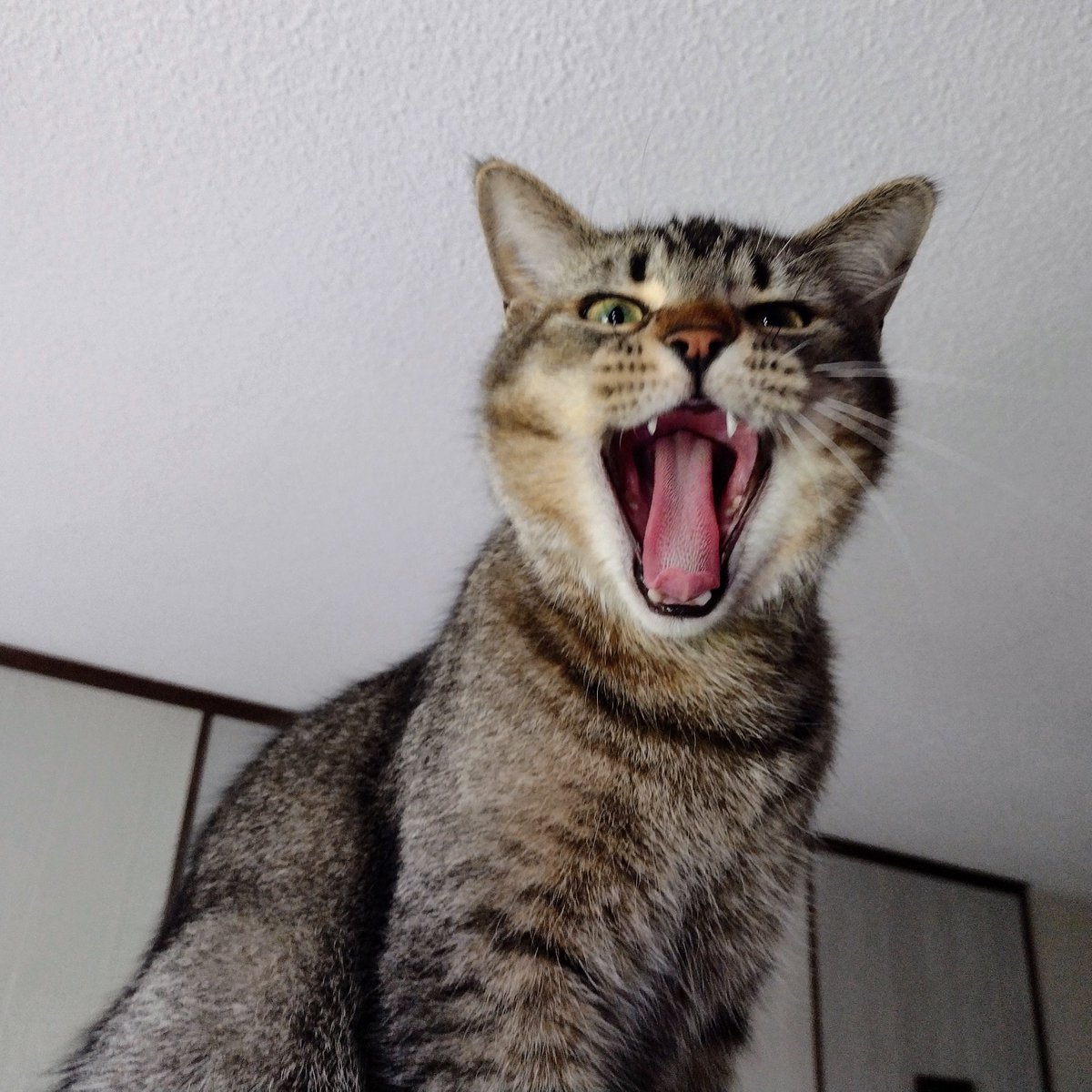 FartyCheddarCat's tweet image. Figgy sings
Den runs on da weel
Fast fast fast

He runs down da hall
Den bak to da weel
Running agen
Fast fast fast

For a minnit, it kwiet
A stink fills da air
Figgy runs to da big room
And sings dat he pooped

#SillyFiggy #Weel #RunRunRun #Poopy #Stinky #MyPoopyStinkyer #NoFin