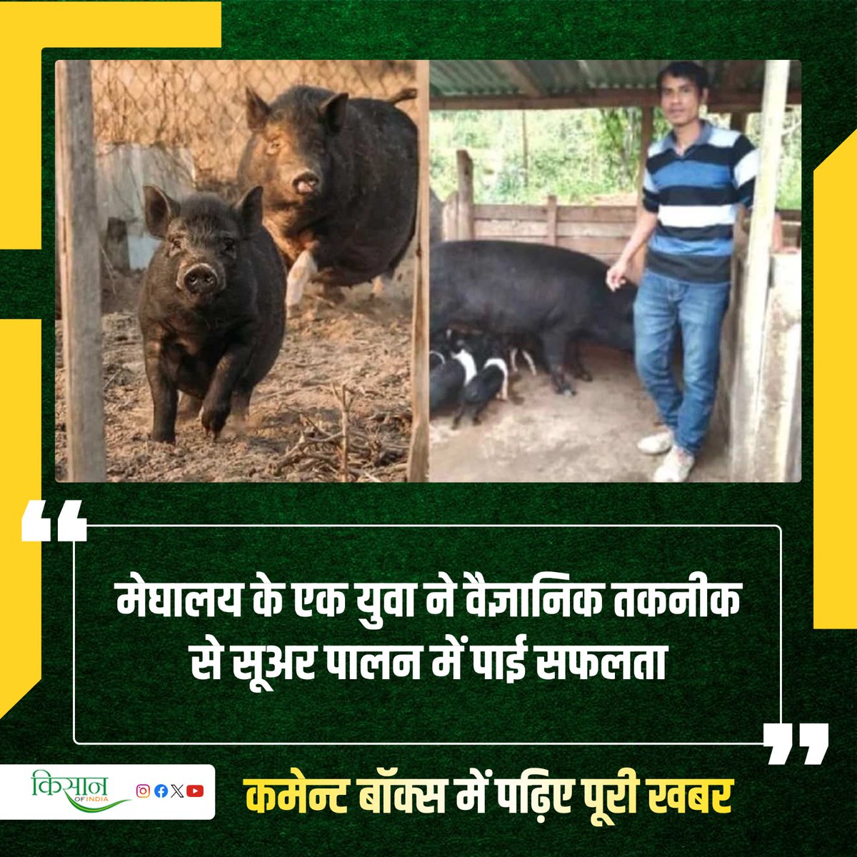 सूअर पालन से होने वाले मुनाफ़े को देखते हुए बहुत से किसान और युवा अब इस व्यवसाय का रुख कर रहे हैं। #KisanOfIndia #PigFarming #AnimalHusbandry #Kisan #Agriculture