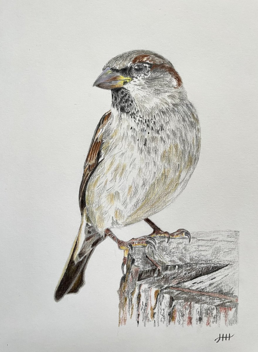 This is my drawing of a house sparrow ✍️ #housesparrow #huismus #bird #drawing #colouredpencils #artistsonx