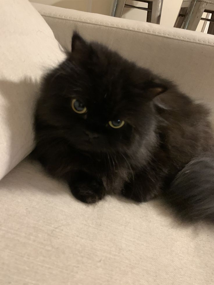 🦮 " พี่คนสวยครับ มาเล่นกัน "
🐈‍⬛ " เอาไว้ก่อนค่ะ พี่อยากนอน "