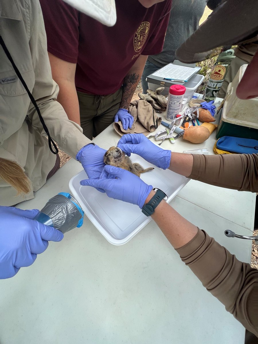 On May 9, 2024, Utah’s Prairie Dog Days returned to @BryceCanyonNPS. Wildlife Biologist Lisa Church and Park Ranger Nicole Zeyer from the BLM Utah's Kanab Field Office and interns from the @SUUtbirds Intergovernmental Internship Cooperative collaborated in the event.