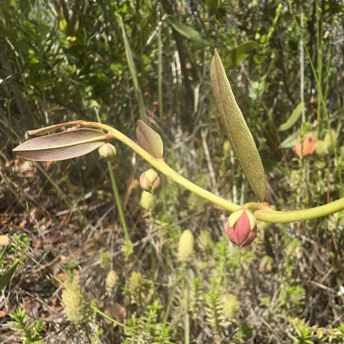 Not too many Deeringothamnus rugelii found during yesterday’s Rugel’s Roundup, but we did  see one with rare red buds