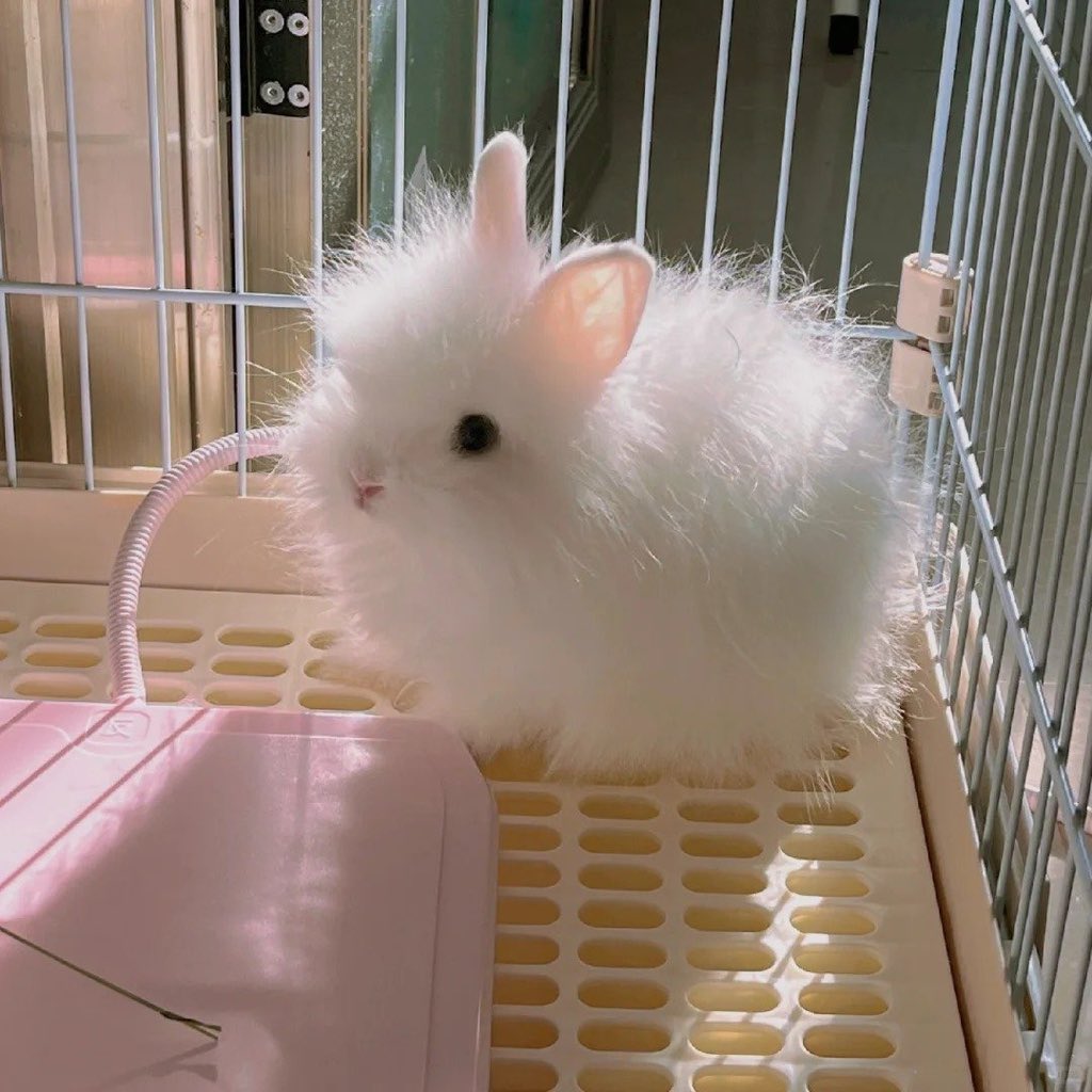 ShouldHaveRabit's tweet image. 