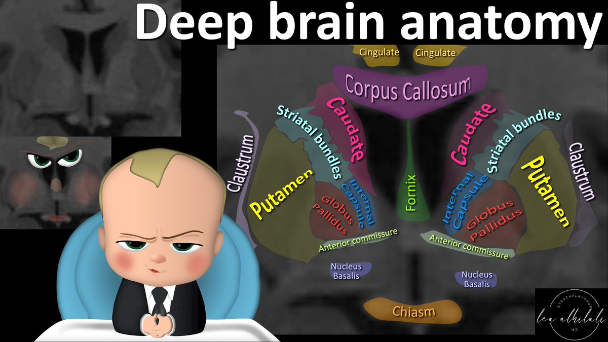 Trying to cover your bases when it comes basal ganglia region anatomy?

Need some core knowledge of the corpus striatum?

Want to be a boss when it comes to anatomy here?

Can you see the Boss Baby w/the puffy cheeks here?

Here's how this baby can help you w/this anatomy...