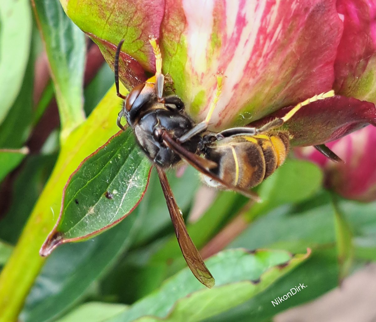 NikonDirk. tweet media