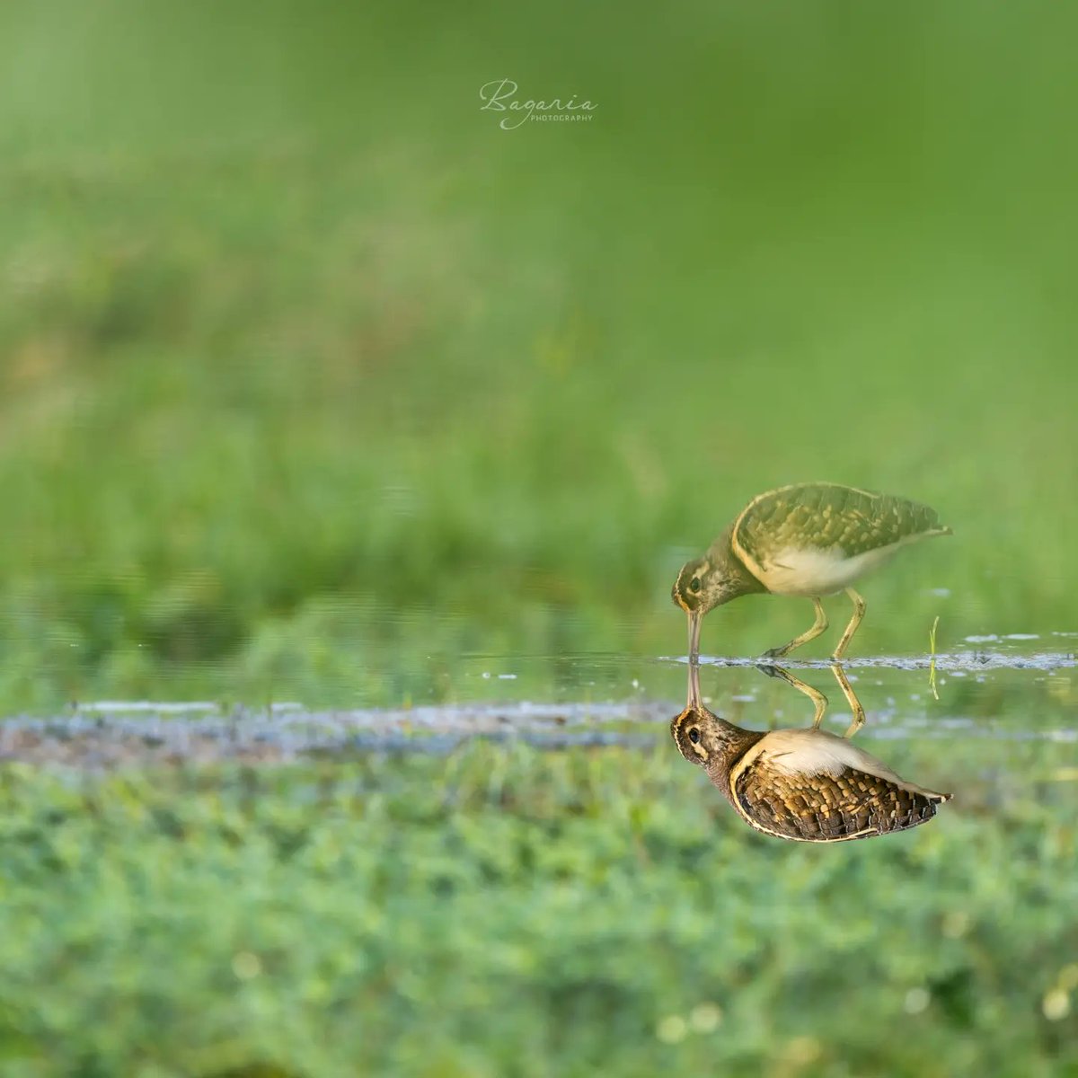 When your reflection is clearer than you and the world looks beautiful upside down! 🙃 ☺️ Wood Sandpiper and a Painted-Snipe in their morning rituals. 

📷 Shot with Canon R6 Mark II, with RF 100-500mm
#wildlifephotography #wildlifeeducation #wildvision

👉instagram.com/p/C7Jr1vzq6jI/…