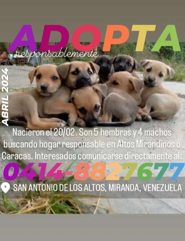 Estas cachorritas aún buscando hogar responsable. Caracas o Altos Mirandinos. Si deseas más información debes comunicarte con el número publicado