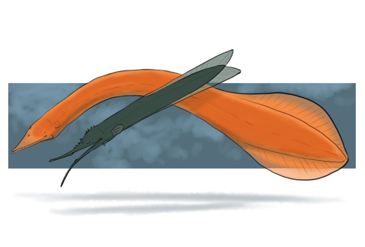 Cheetahtrout's tweet photo. I missed #Eelday like an absolute doofus! So this #sundayfishsketch I make up for it. Have these two very underappreciated anguilliformes: Neocyema erythrosoma (orange) and Cyema atrum (green), the bobtail snipe eels https://t.co/YajXbmYlEb