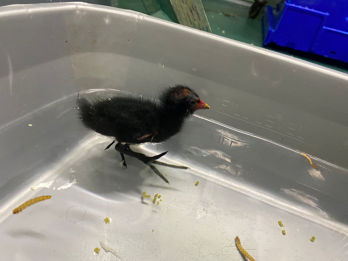 This sweet moorhen (+8 geese) were rescued by Officers, after an oil spill in Nuneaton. Where the oil came from is still unknown? We are still unsure of what the full impact to wild birds and the environment is but the lake is being monitored @nantwichnews @RSPCA_official