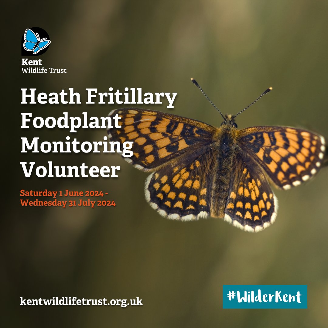 We're looking for a volunteer to help us record heath fritillary food source plants to help us understand how grazing affects the availability of these plants and therefore the abundance of the butterfly itself. NO EXPERIENCE OR SKILLS REQUIRED! 👉 kwtg.uk/3V4IRbm